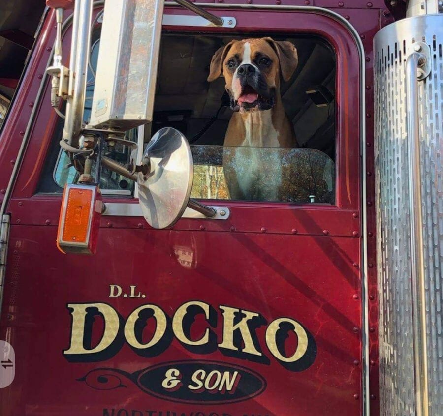 Dog sitting in driver's seat of truck