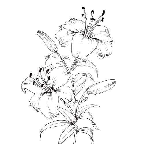 Black and white hand drawing of amaryllis