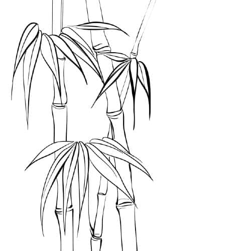 Black and white hand drawing of bamboo