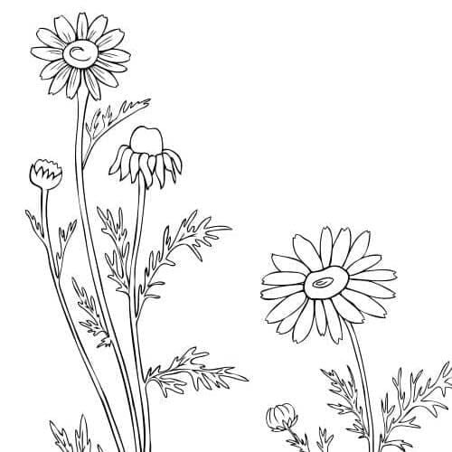 Black and white hand drawing of daisies