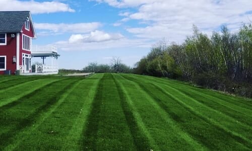 Freshly mowed lawn with stripes
